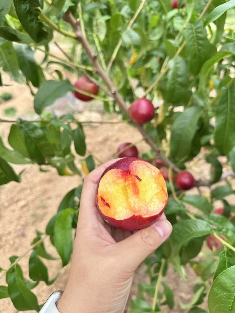 辽宁盖州油桃