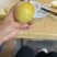 钦密9号百香果