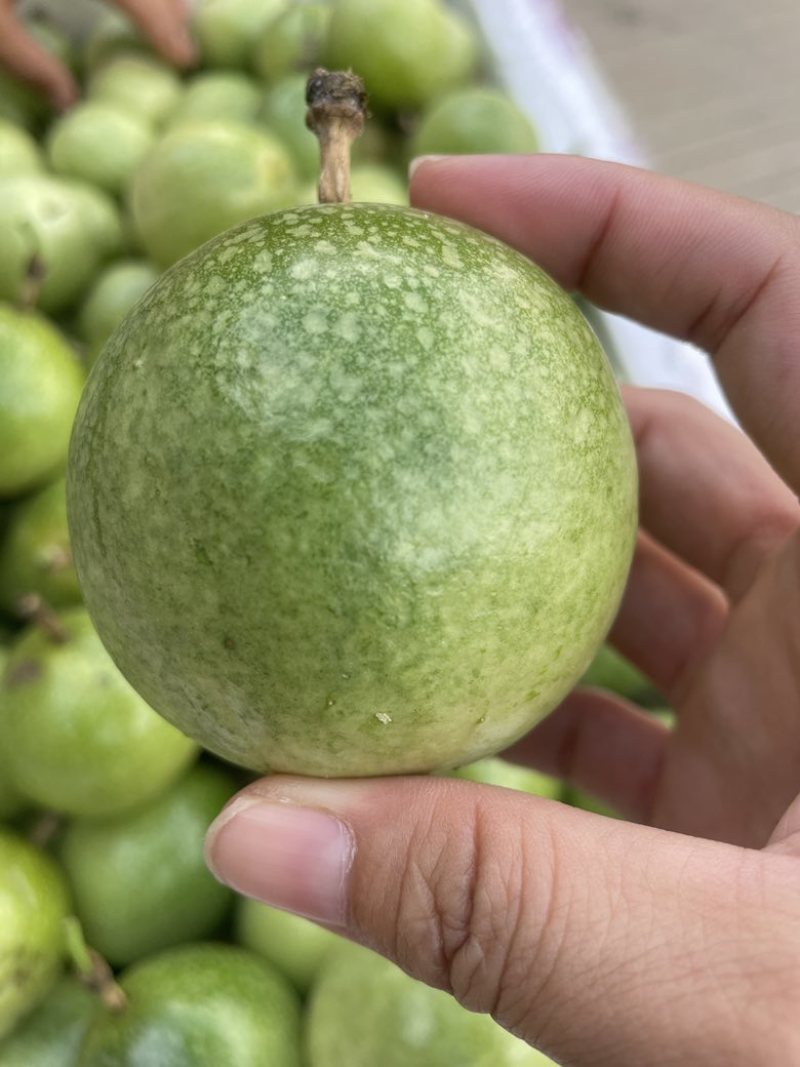钦密9号百香果