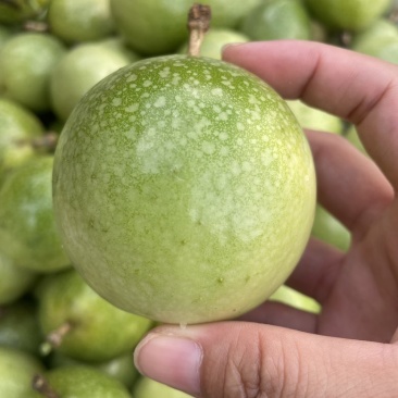 钦密9号百香果
