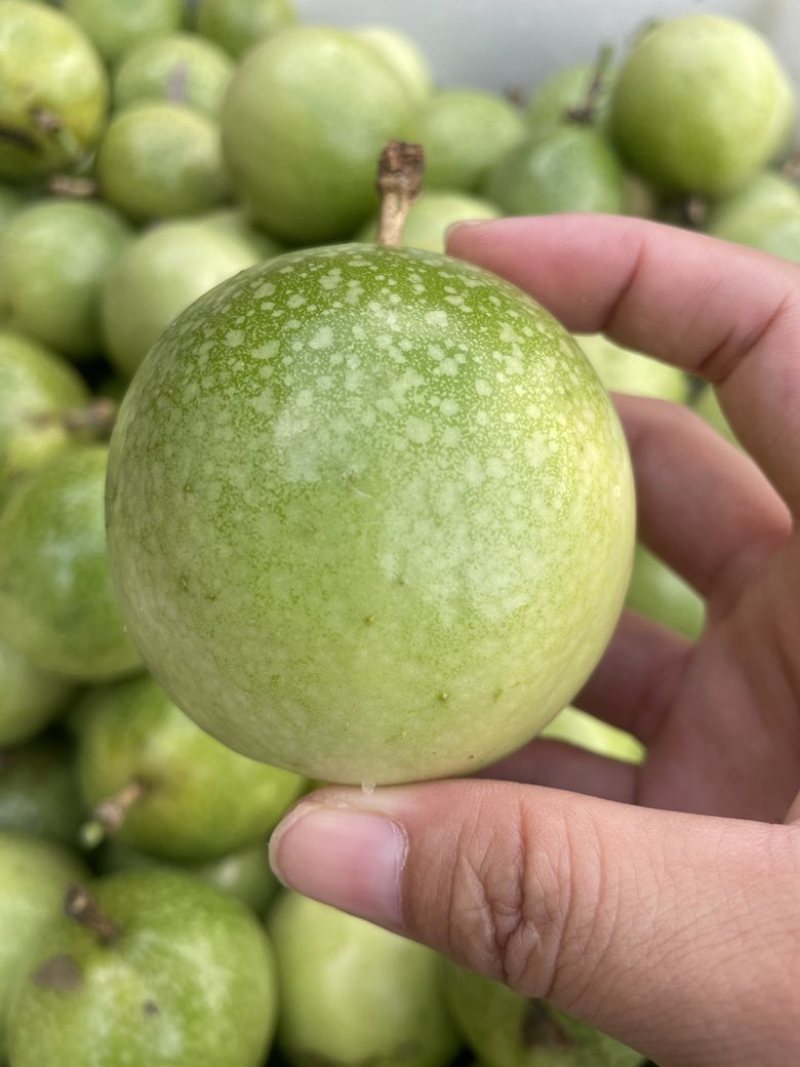 钦密9号百香果