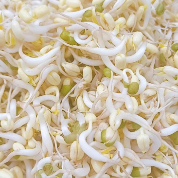 重庆农家大院自种大豆豆芽，***计