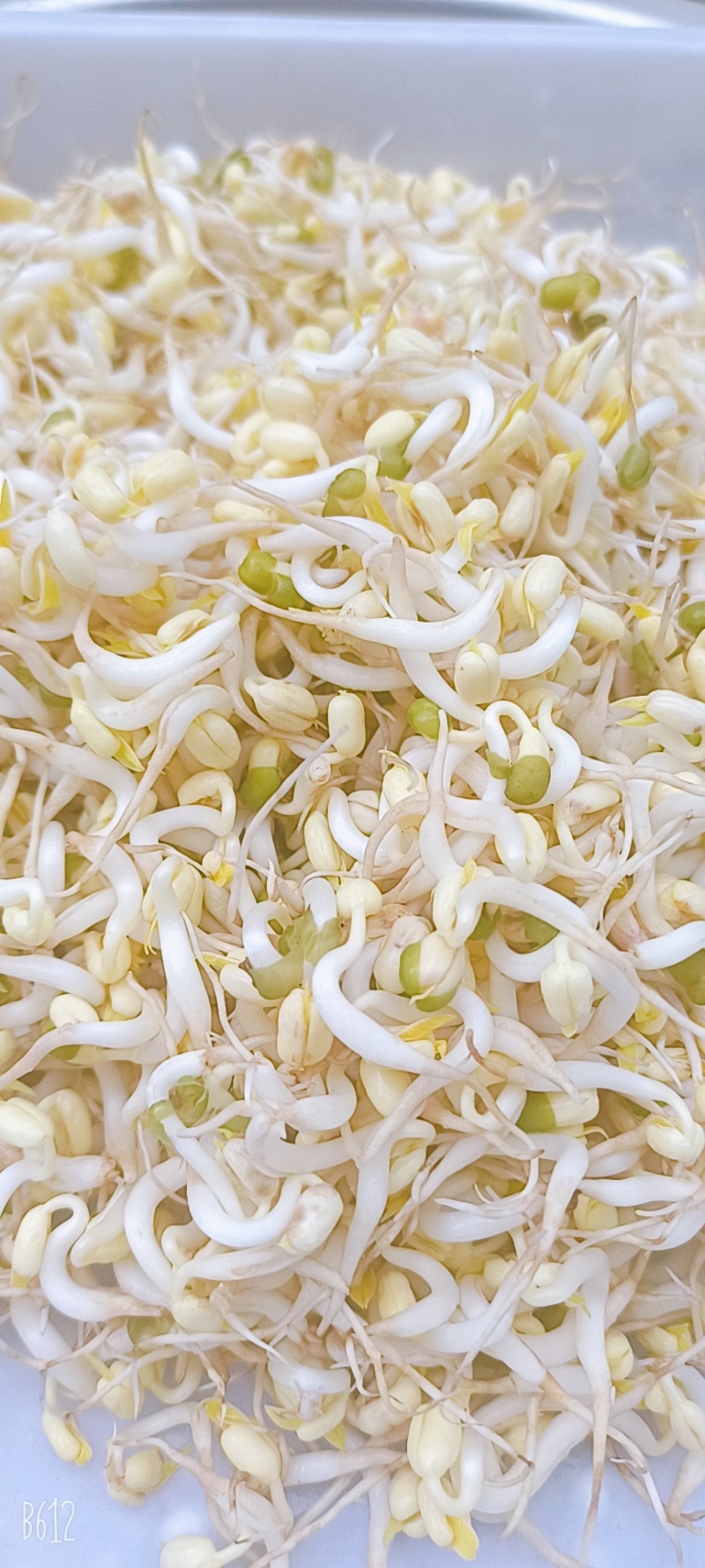 重庆农家大院自种大豆豆芽，***计
