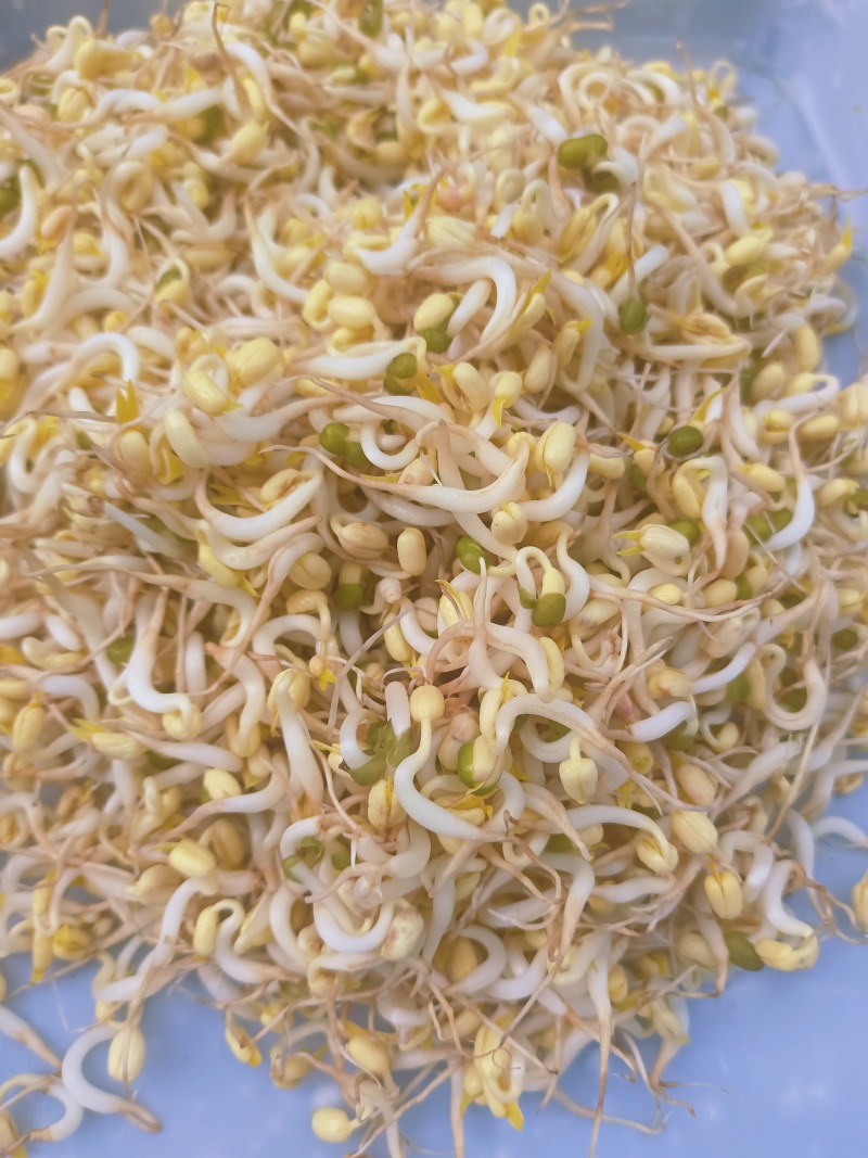 重庆农家大院自种大豆豆芽，***计