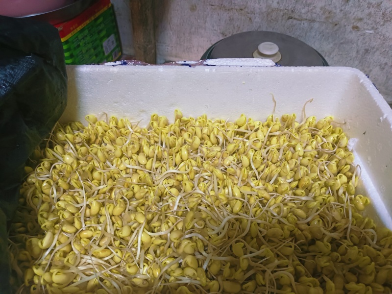 重庆农家大院自种大豆豆芽，***计