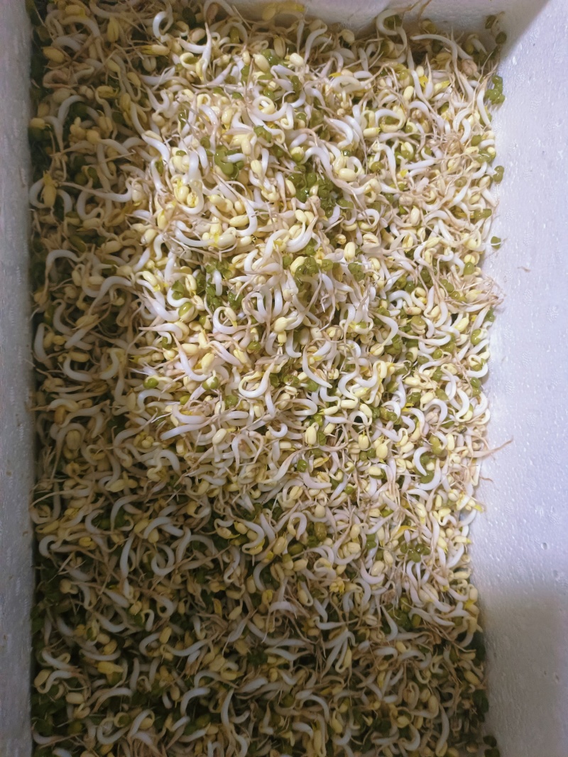 重庆农家大院自种大豆豆芽，***计