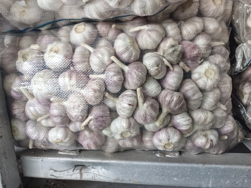 邳州紫皮大蒜