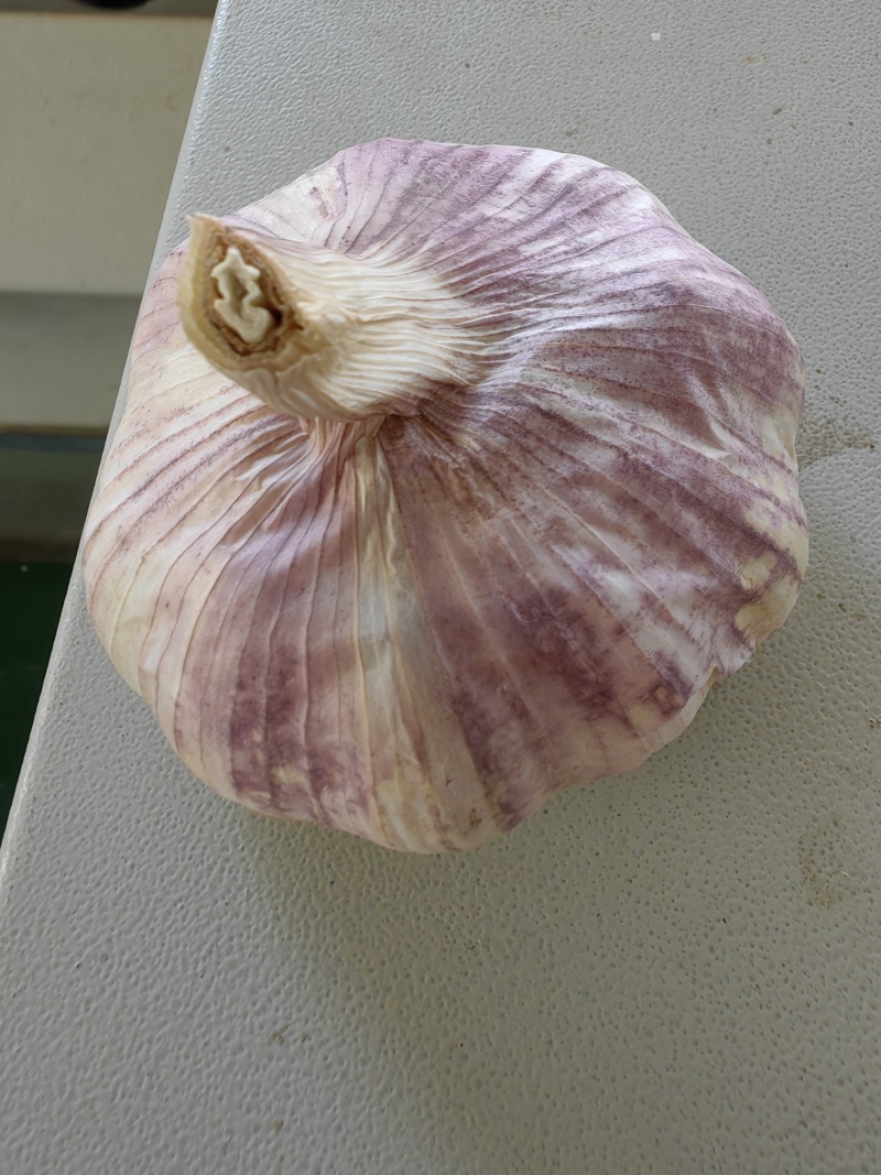 邳州紫皮大蒜