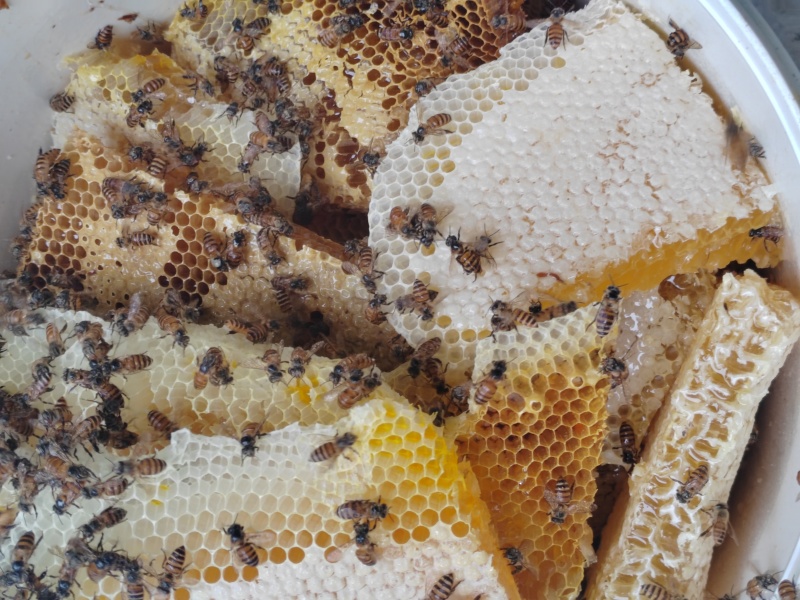 土蜂蜜