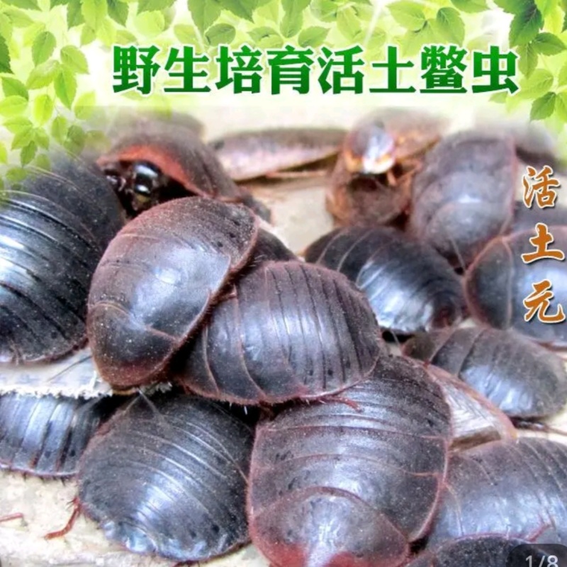 土元