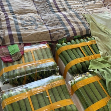 精品我的精品丝瓜生产基地
