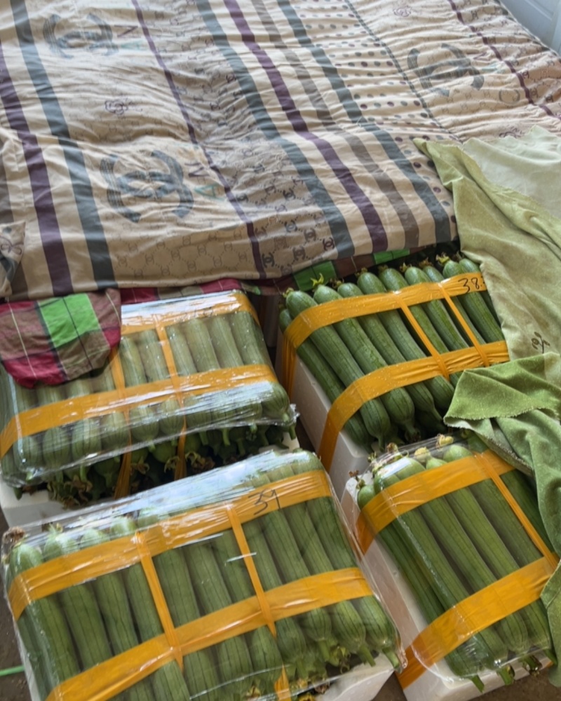 精品我的精品丝瓜生产基地