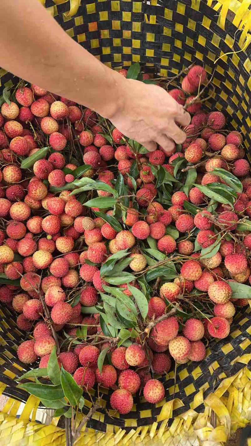 广西桂味