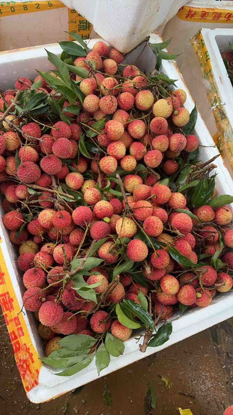 广西桂味