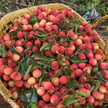 广西桂味