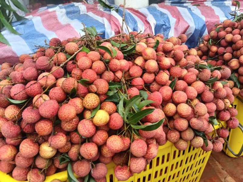 【实力供货】精品玉荷包荔枝阳西荔枝基地直发量大从优