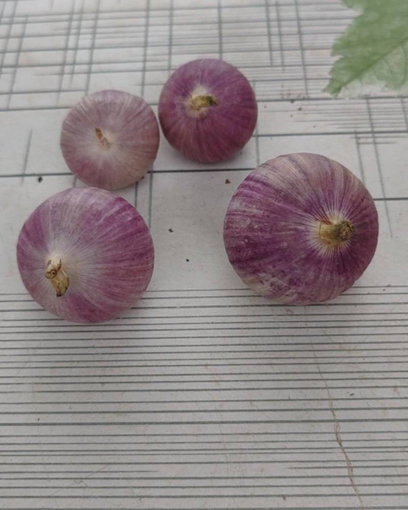紫皮独头蒜