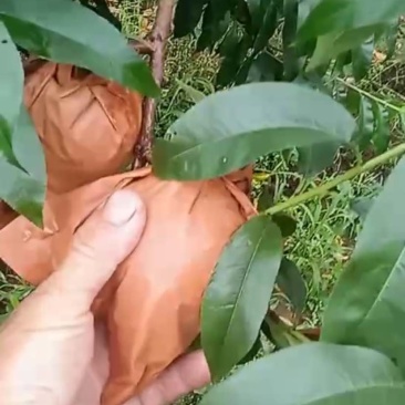 绥中产地中油19号黄油桃大量下树