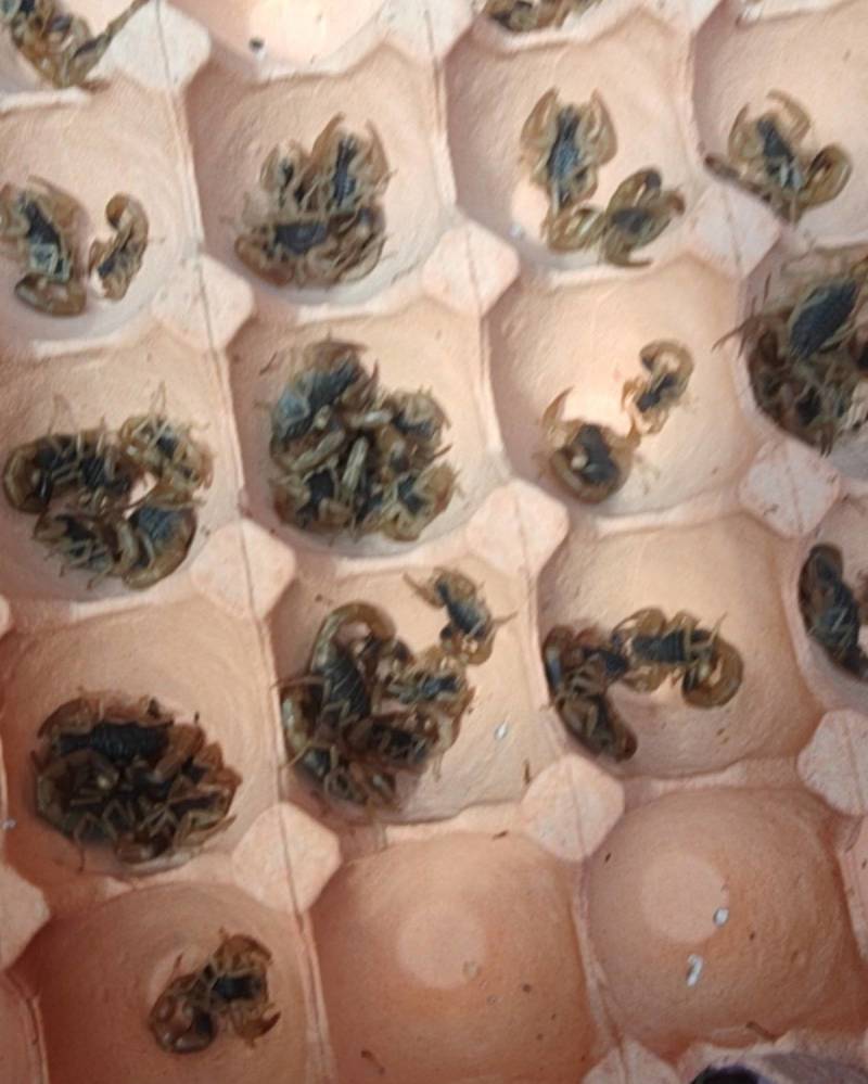 蝎子