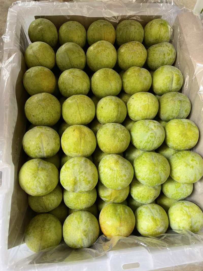 青脆李大量上市了。个头口感今年的比较好。需要的联系。大量供应