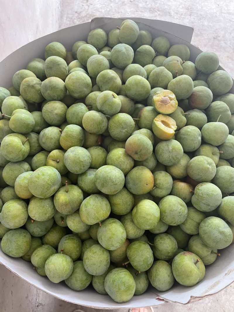 青脆李大量上市了。个头口感今年的比较好。需要的联系。大量供应