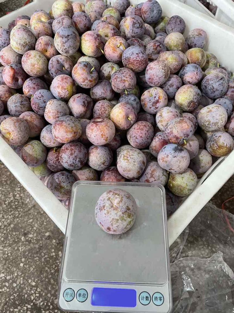 汉源脆红李供应各种品质。量大持续时间久。个头口感比较好。