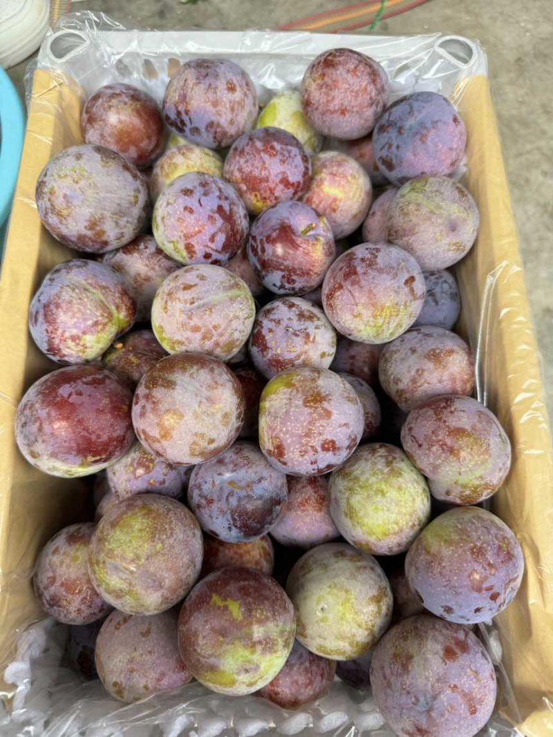汉源脆红李供应各种品质。量大持续时间久。个头口感比较好。