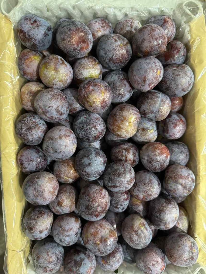 汉源脆红李供应各种品质。量大持续时间久。个头口感比较好。