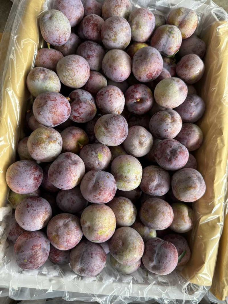 汉源脆红李供应各种品质。量大持续时间久。个头口感比较好。