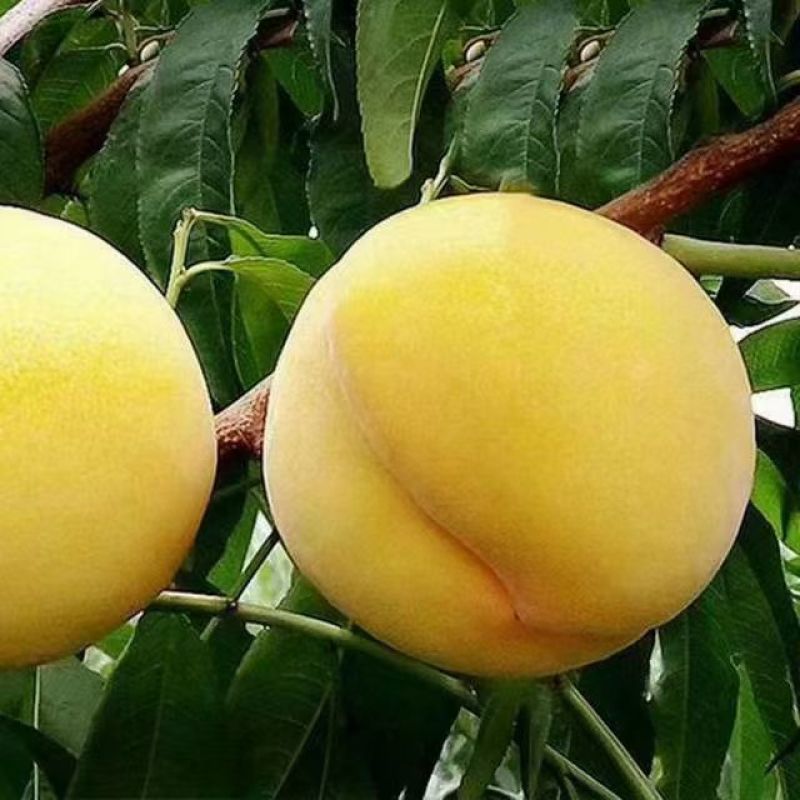 炎陵黄桃