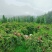 炎陵黄桃