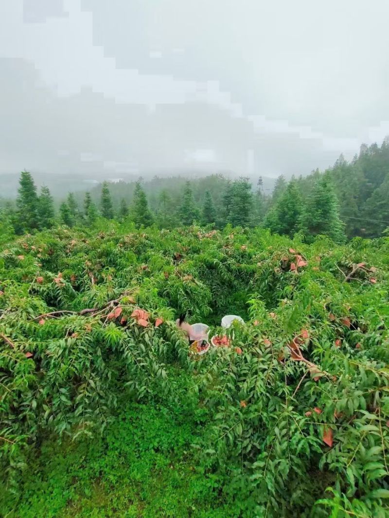 炎陵黄桃
