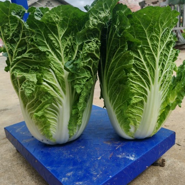 精品大白菜