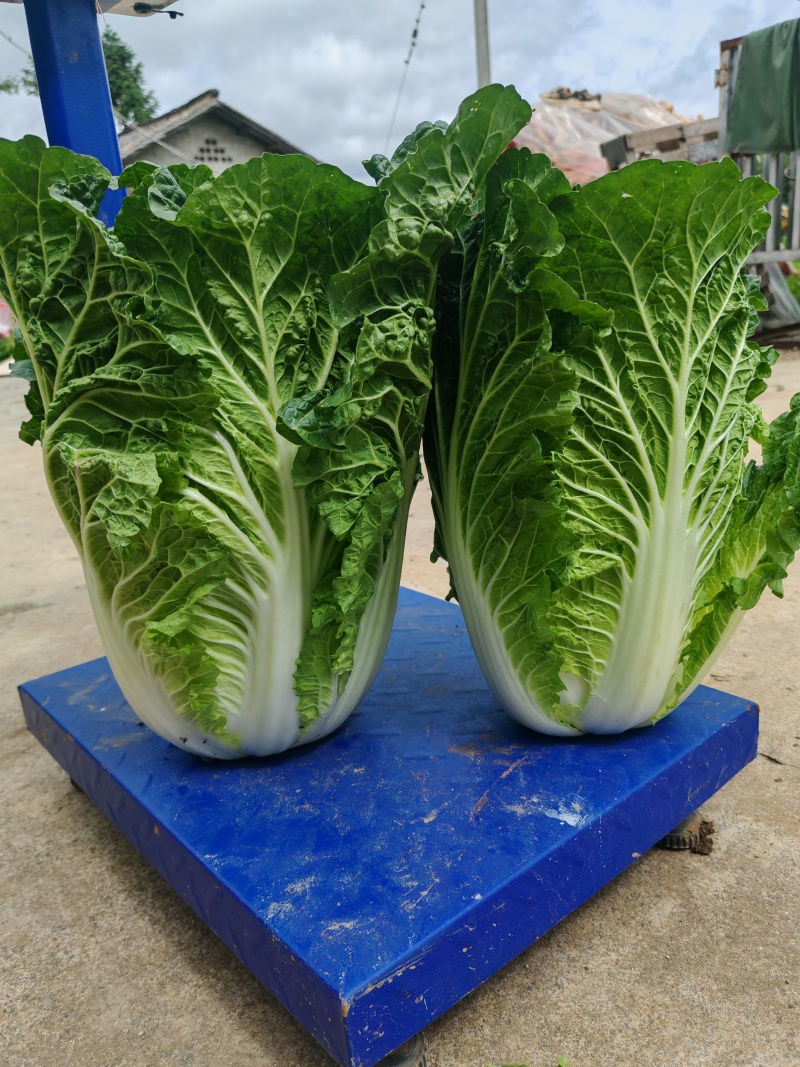精品大白菜