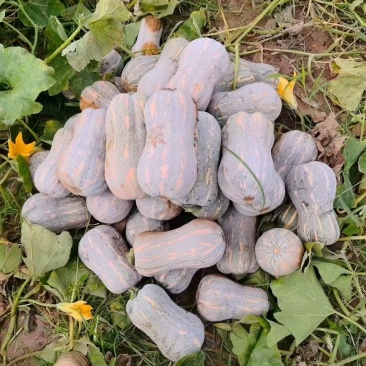大量花生南瓜