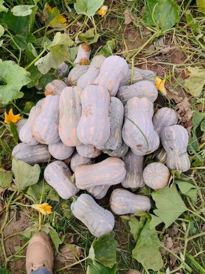 大量花生南瓜