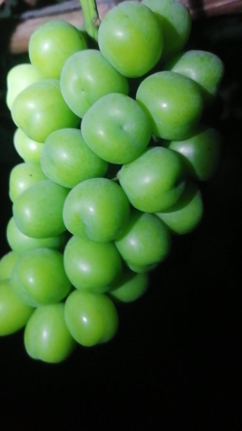 灵璧县下楼镇龙山村阳光玫瑰葡萄🍇🍇🍇🍇