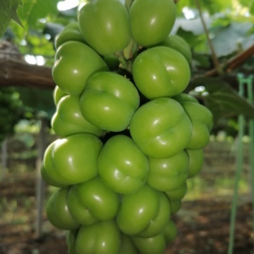 灵璧县下楼镇龙山村阳光玫瑰葡萄🍇🍇🍇🍇