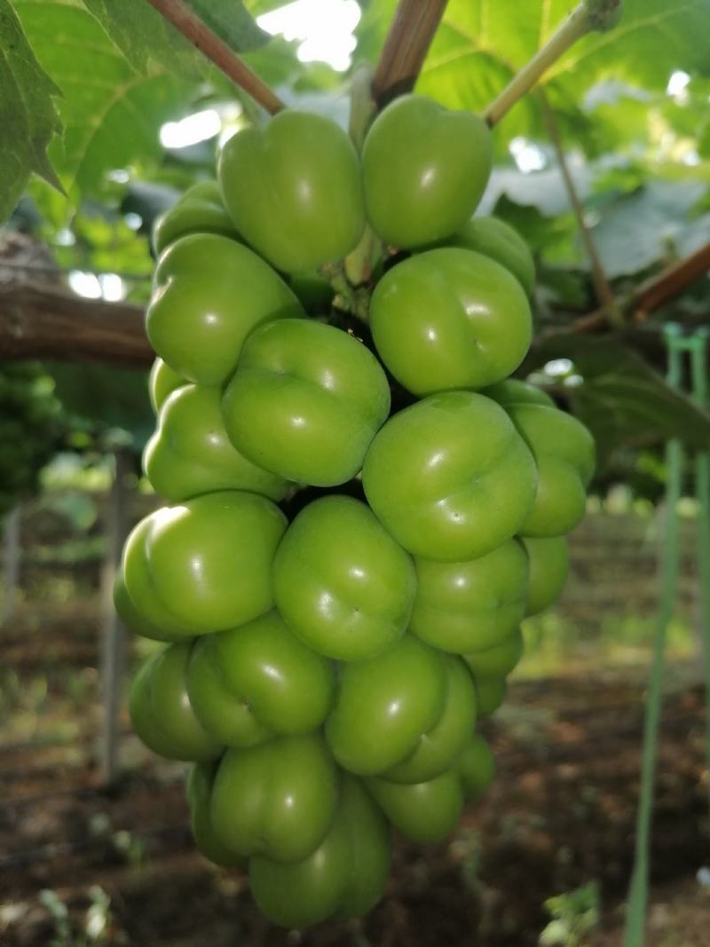 灵璧县下楼镇龙山村阳光玫瑰葡萄🍇🍇🍇🍇