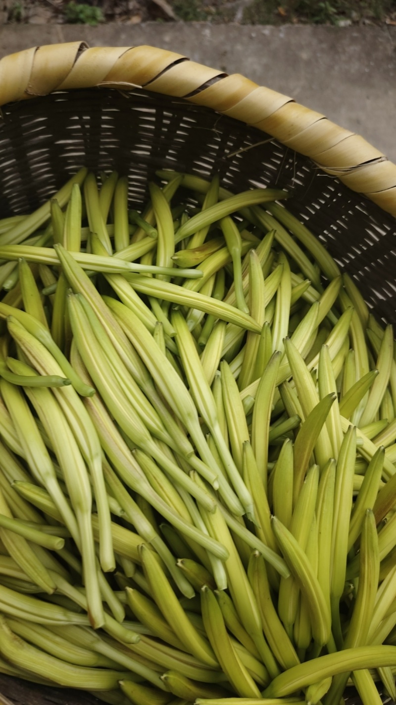 黄花菜