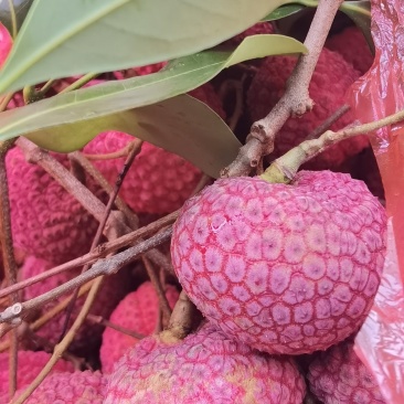 荔枝