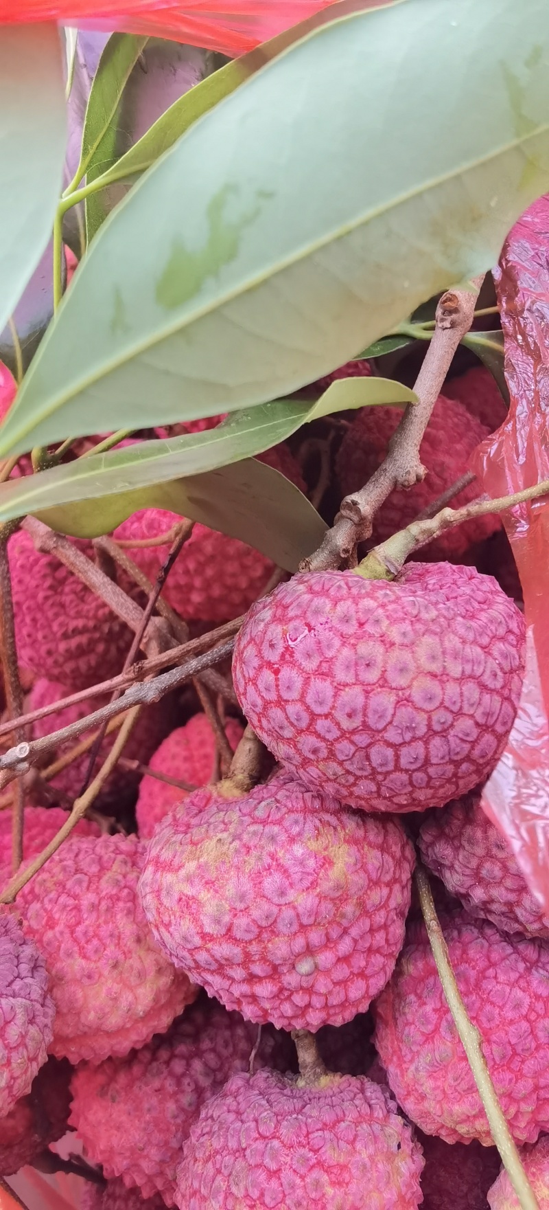 荔枝