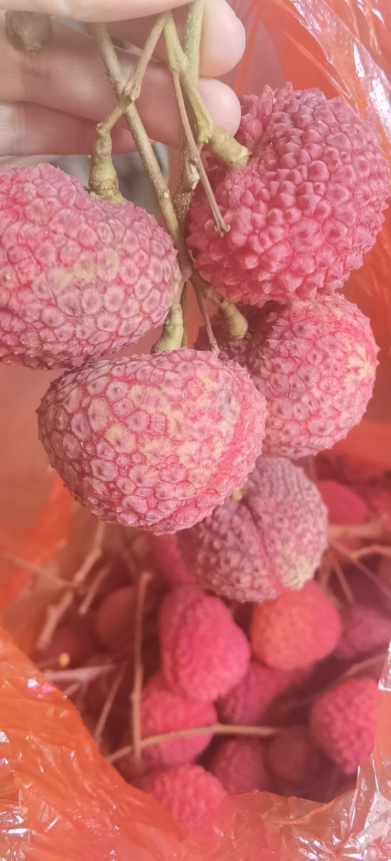 荔枝
