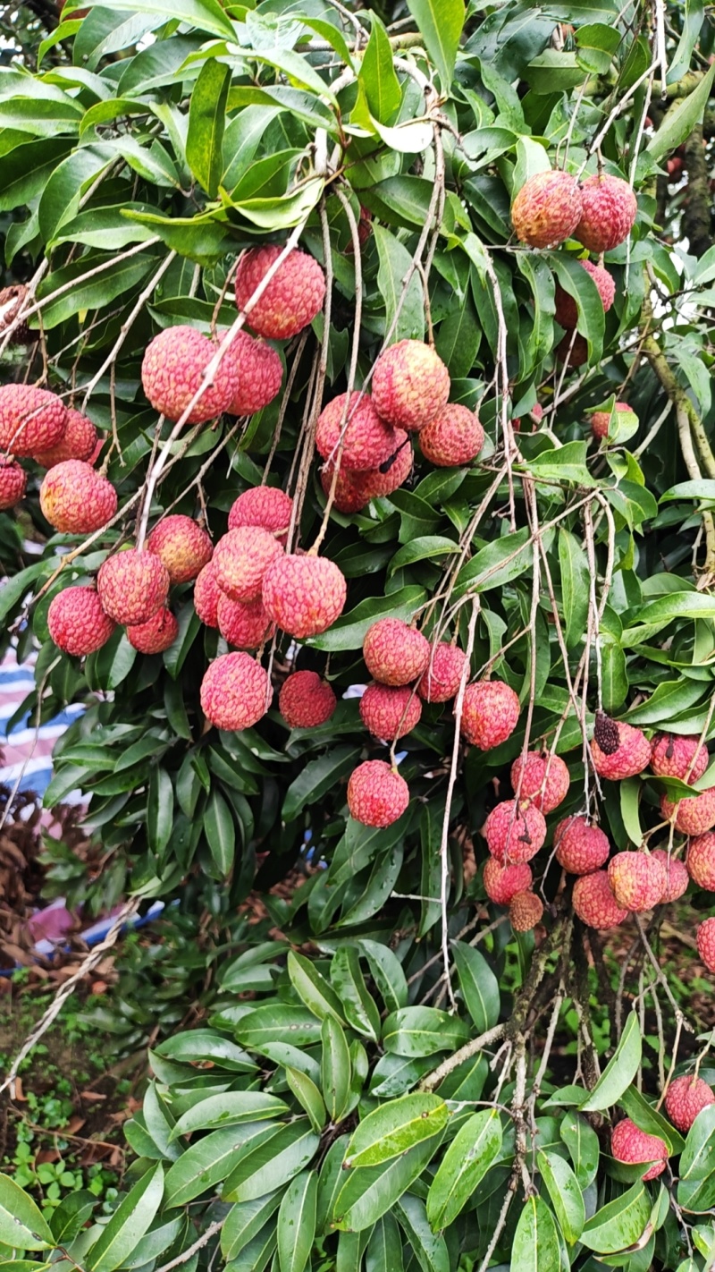 陆丰荔枝