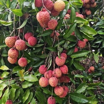 陆丰荔枝