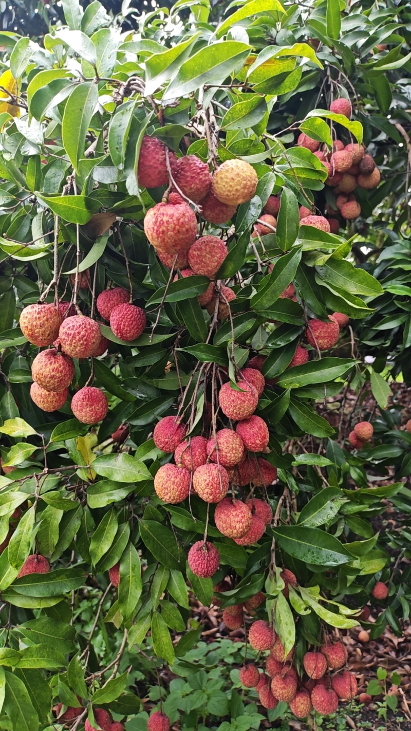 陆丰荔枝