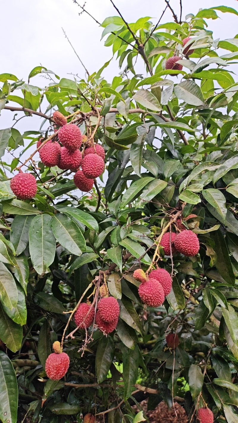 陆丰荔枝