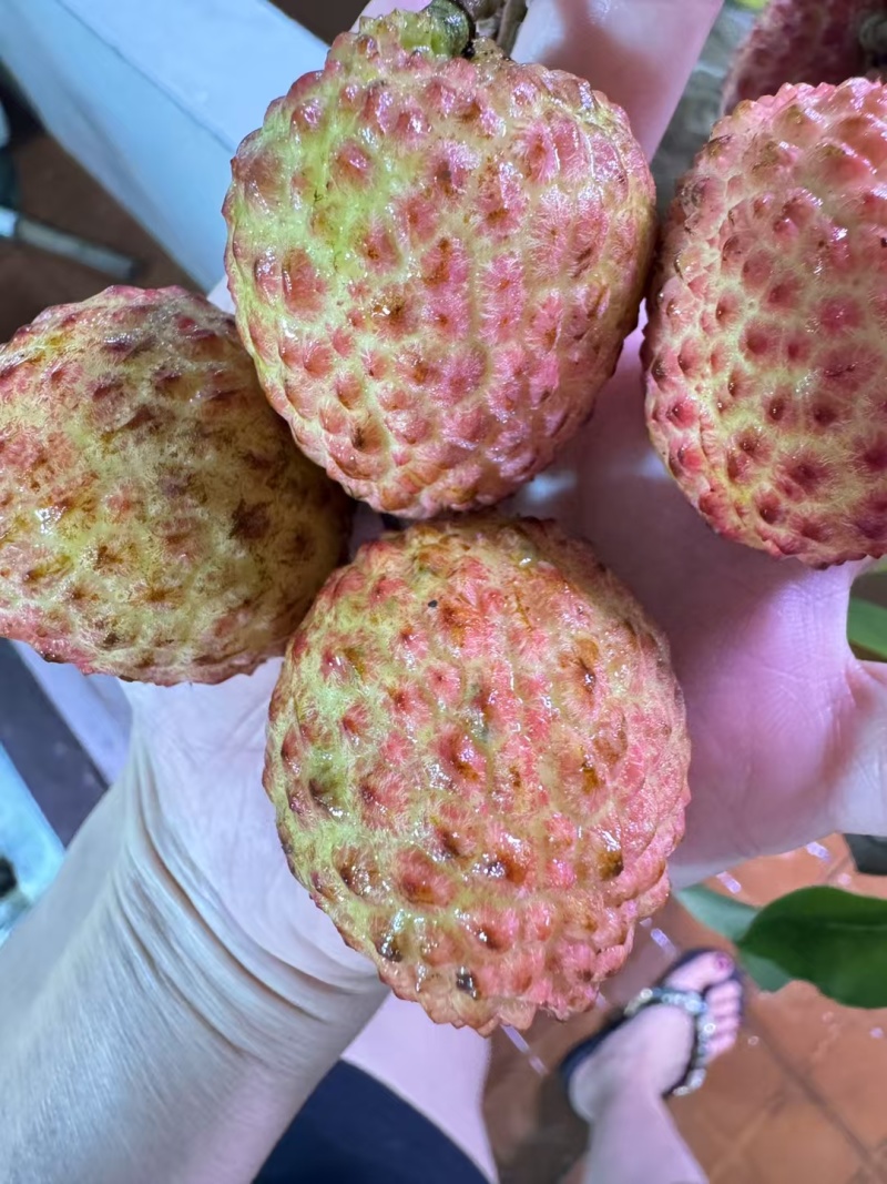 糯米枝荔枝