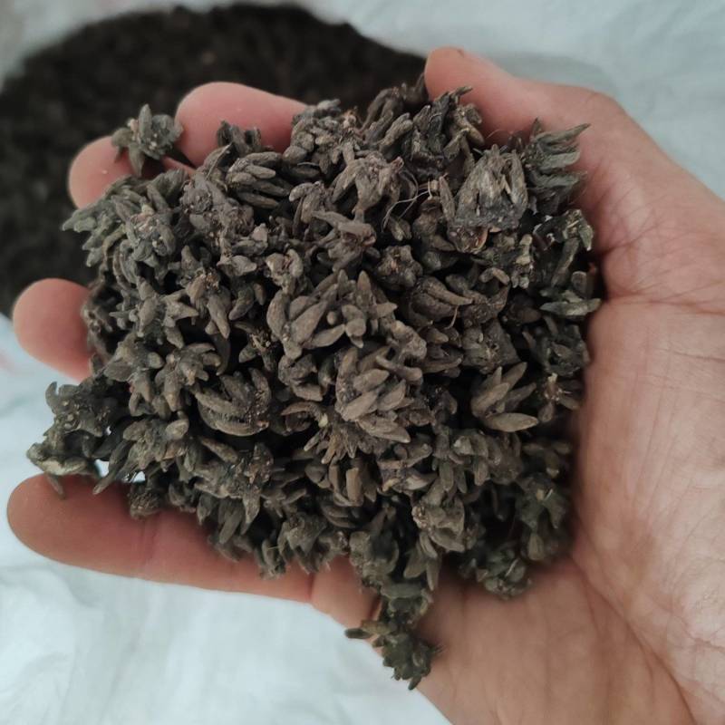 特价野生猫爪草精品无硫猫爪草