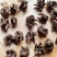 特价野生猫爪草精品无硫猫爪草